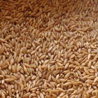 Organic Bamboo Rice