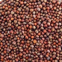 Broccoli Seeds