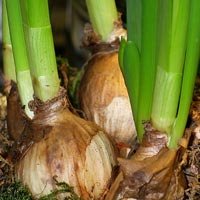 Flower Bulbs