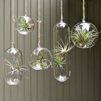 Glass Planter