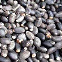 Jatropha Curcas Seeds