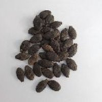 Ridge Gourd Seeds