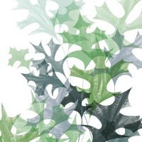 Leaf Impression Paper