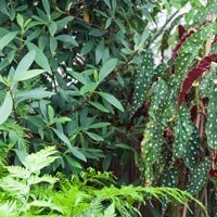 Plant Fertilizer