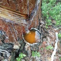 Oleo Pine Resin