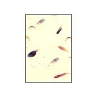 Petal Paper