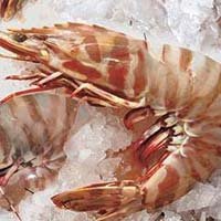Sea Tiger Shrimp
