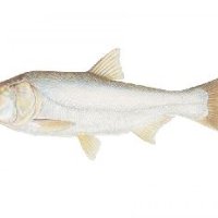 Silver Sillago Fish