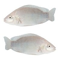 Tilapia Fish