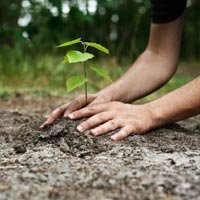 Tree Planter