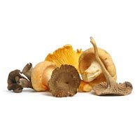 Wild Mushroom