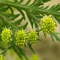 Artemisinin