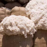 Egyptian Cotton