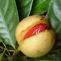 Swasa Kalpa Syrup