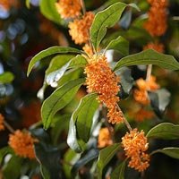 Osmanthus Absolute Oil