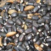Ratanjot Seeds