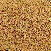 Forage Seeds