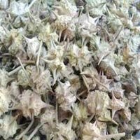 Gokhru Fruit