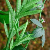 Guar Gum Plant