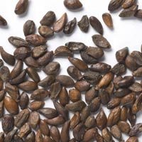 Shrub Seeds