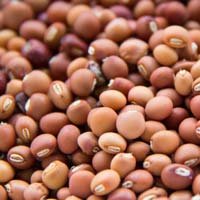 Arhar Seeds
