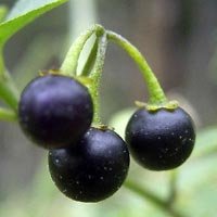 Belladonna Extract