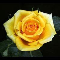 Gold Strike Roses