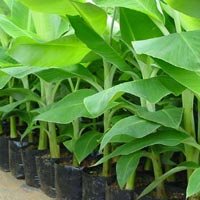 Tissue Cultured Plants