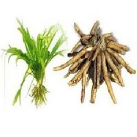 Organic Safed Musli