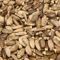 Silybum Marianum Seeds