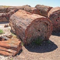 Petrified Woods
