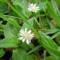 Eclipta Alba Powder