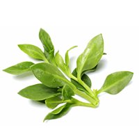 andrographis Paniculata Powder