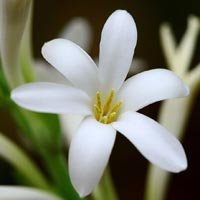 Sampangi Flower