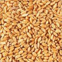 Cereal Grains