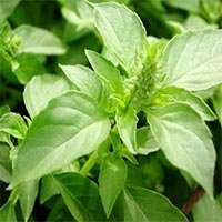 Culinary Herb