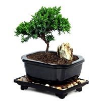 Mini Bonsai Tree