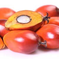 Palm Nut