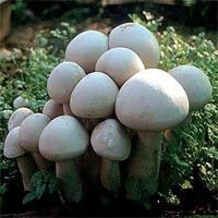 Mushroom Plant