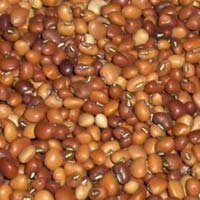 Horticulture Seeds