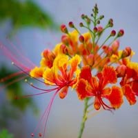 Gulmohar Plant
