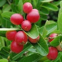 Karonda Plant