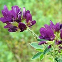 Alfalfa Grass Powder