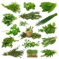 Ayurvedic Medicinal Herbs