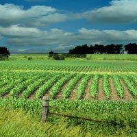 Agriculture Land Sale