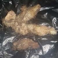 Panax Ginseng