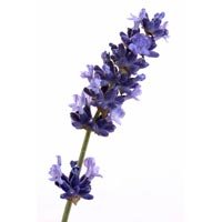 Lavender Flower