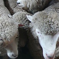 Sheepskins