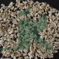 Achillea Millefolium