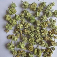 Dried Tribulus Terrestris